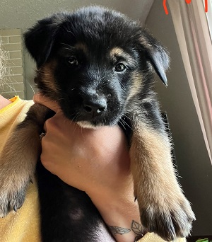 Stolen 8-week old German Shepherd puppy with dark snout 