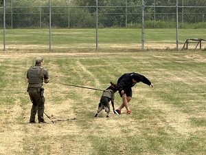 Police Dog Services on track of suspect during scenario- based training