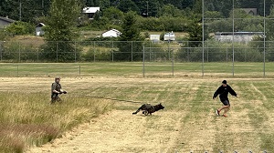 Police Services Dog approaching suspect in scenario- based training